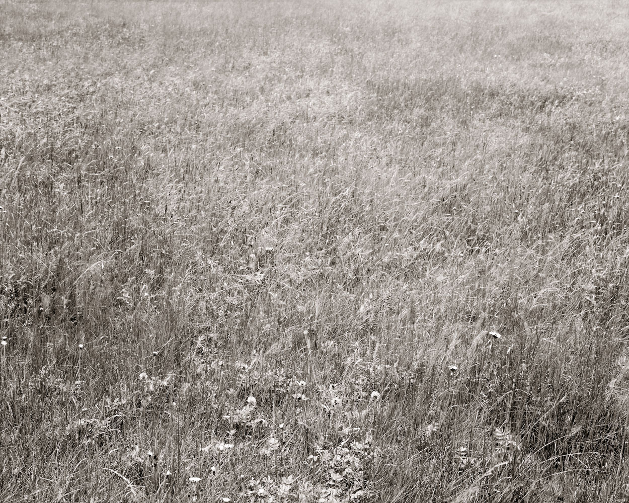 Linda Connor, Christina’s Meadow, 2006