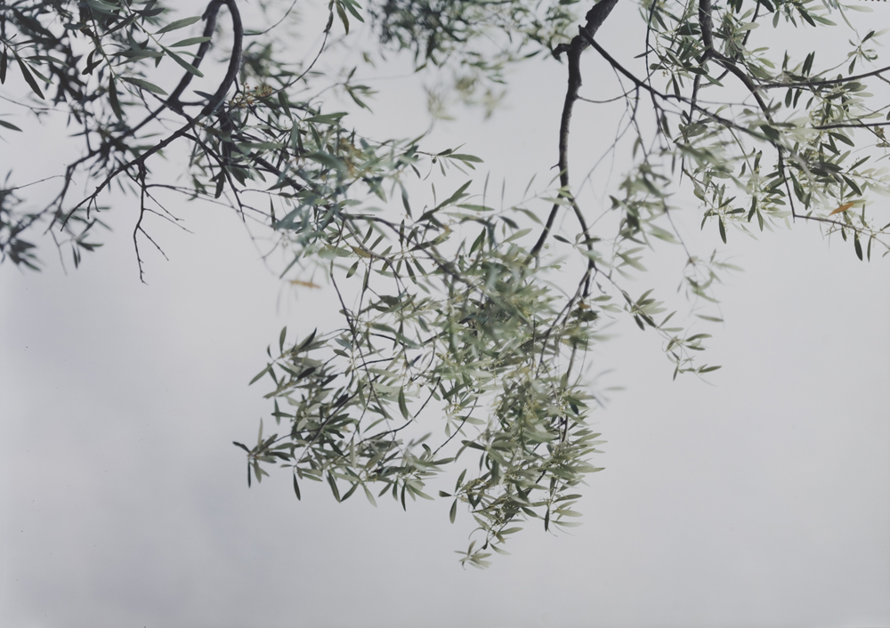 JoAnn Verburg, Olive Trees, Looking Up, 2003