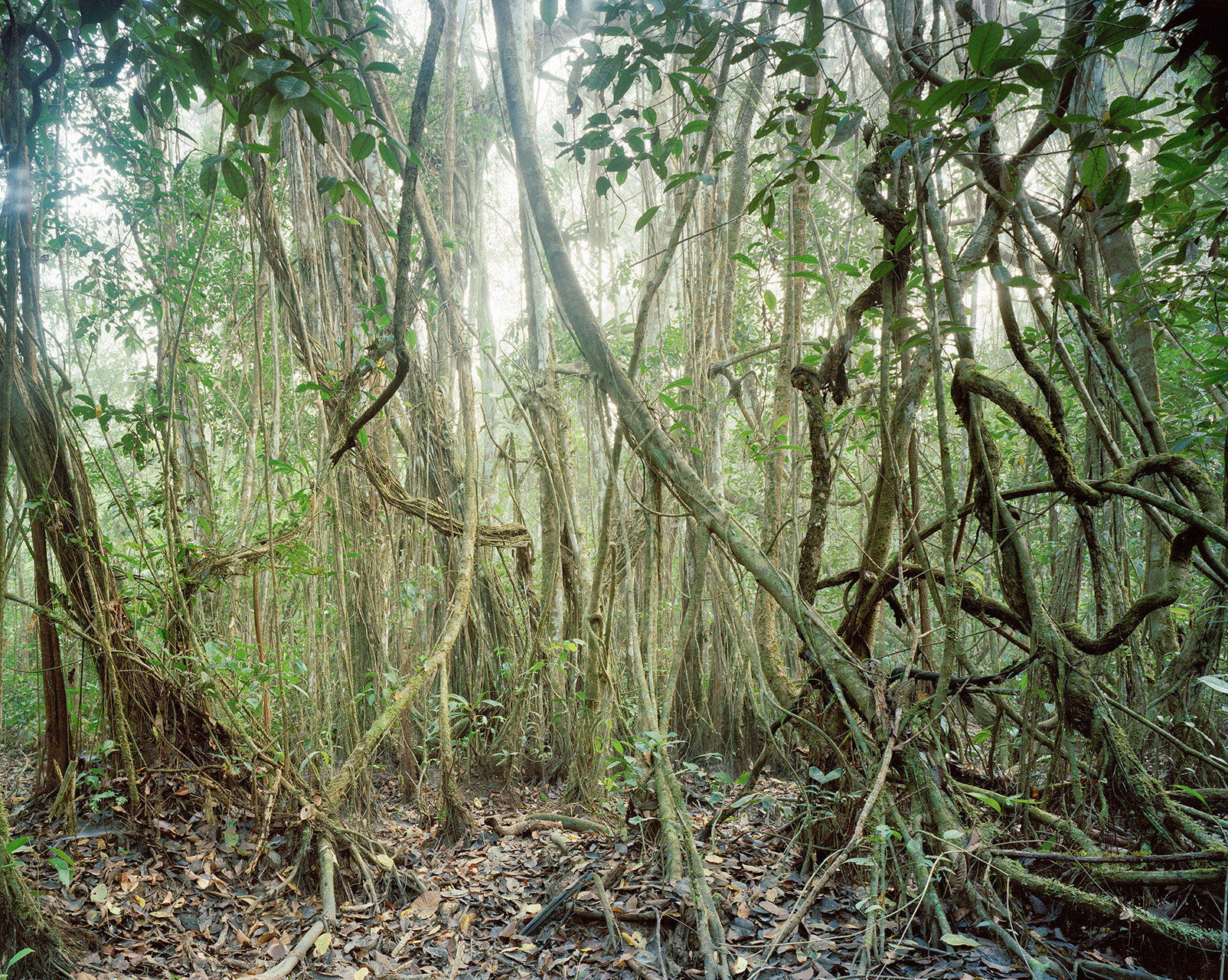 Eirik Johnson, Madre De Dios, Peru