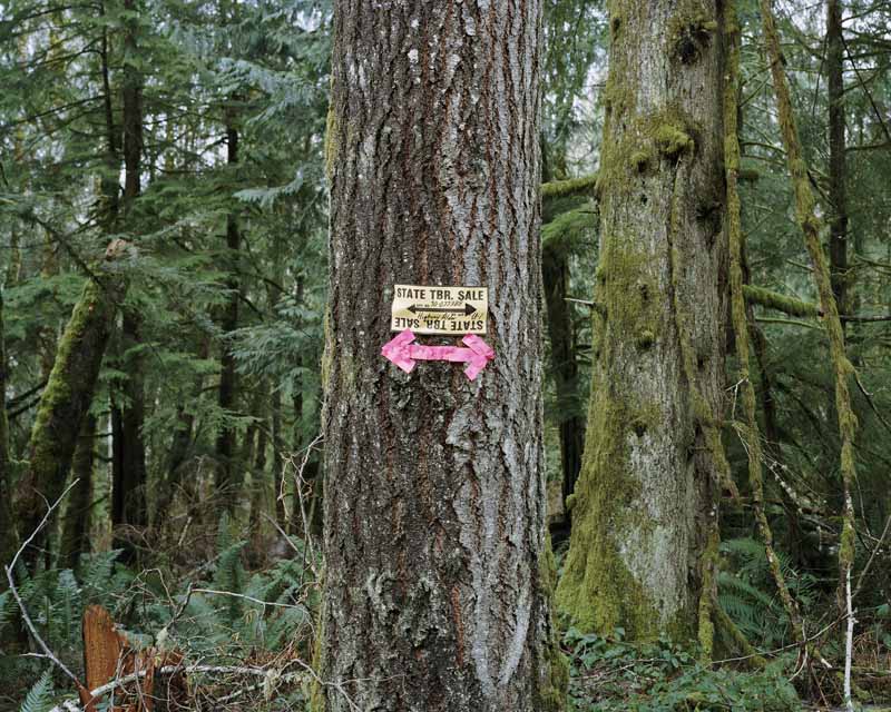 Eirik Johnson, Timber for sale outside Clallam Bay, Washington, 2008