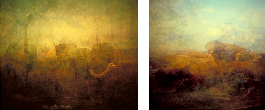 Doug Keyes, Museum of Natural History, New York (diptych), 2007