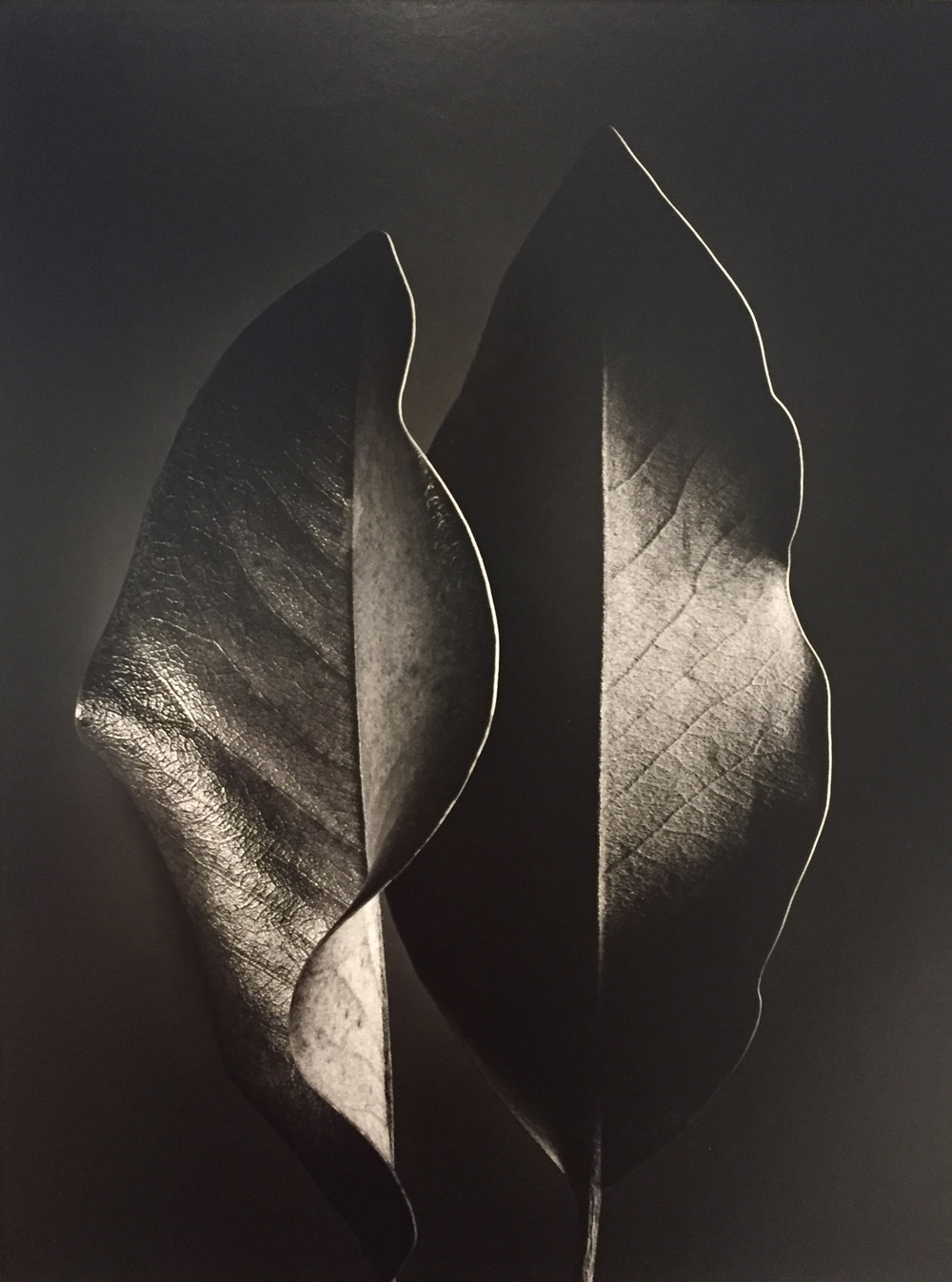 Ruth Bernhard, Two Leaves, 1952, toned gelatin silver print, 13.75 x 10.5 inches, signed by artist, $6000.