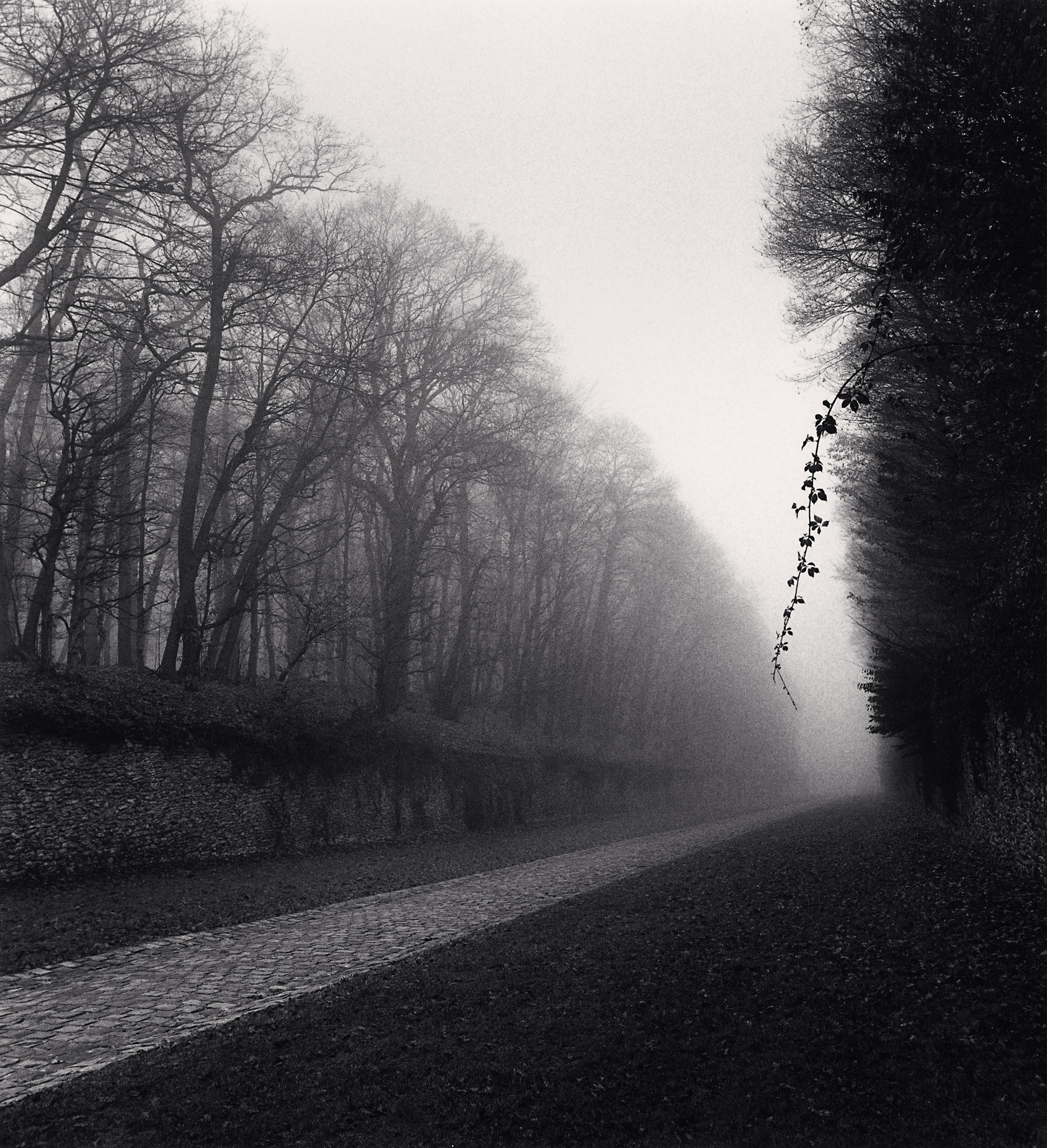 Michael Kenna, Suspended Vine, Marly, France, 1995, toned gelatin silver print, edition of 45, price on request