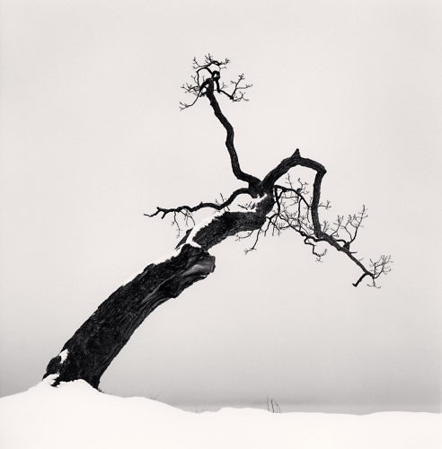 Michael Kenna, Kussharo Lake Tree, Study 4, Kotan, Hokkaido, Japan. 2007