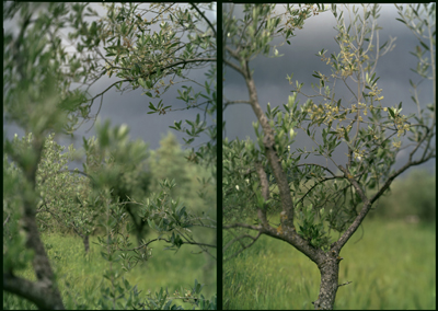 JoAnn Verburg – Olive + Other Trees