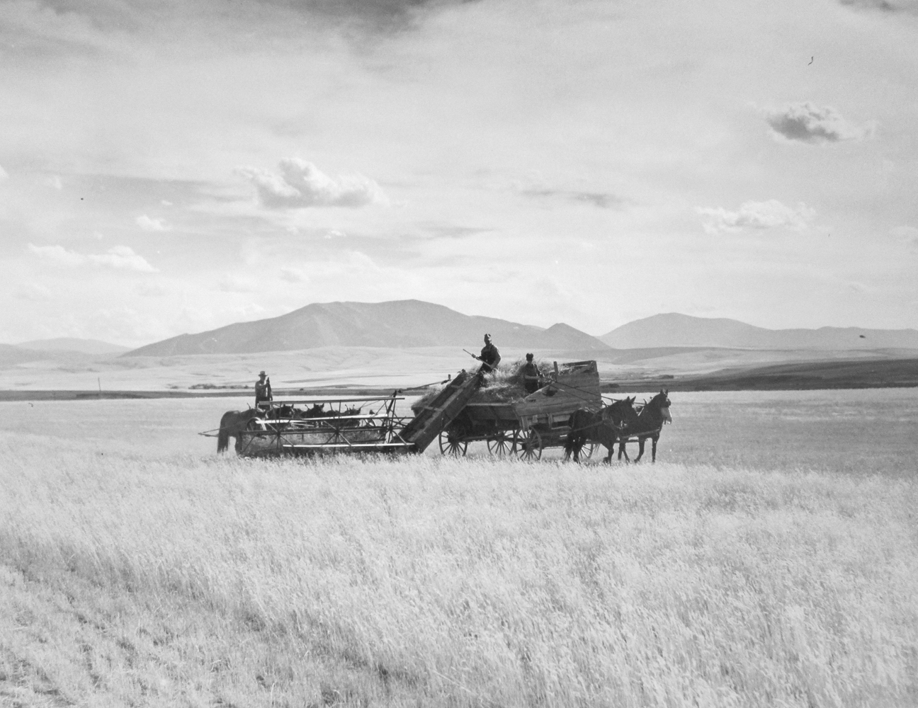 Marion Post Wolcott, Cutting crested wheat grass, old binder-four horse team. Judith Basin, Montana, 1941, gelatin silver print, signed, 11 x 14 inches