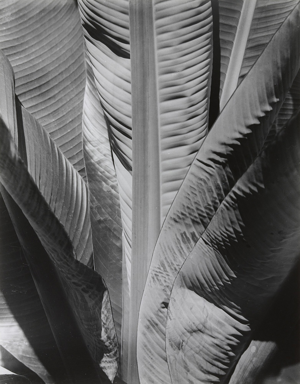 Imogen Cunningham, Banana Tree, 1929, signed gelatin silver print, 14 x 11 inches, price on request