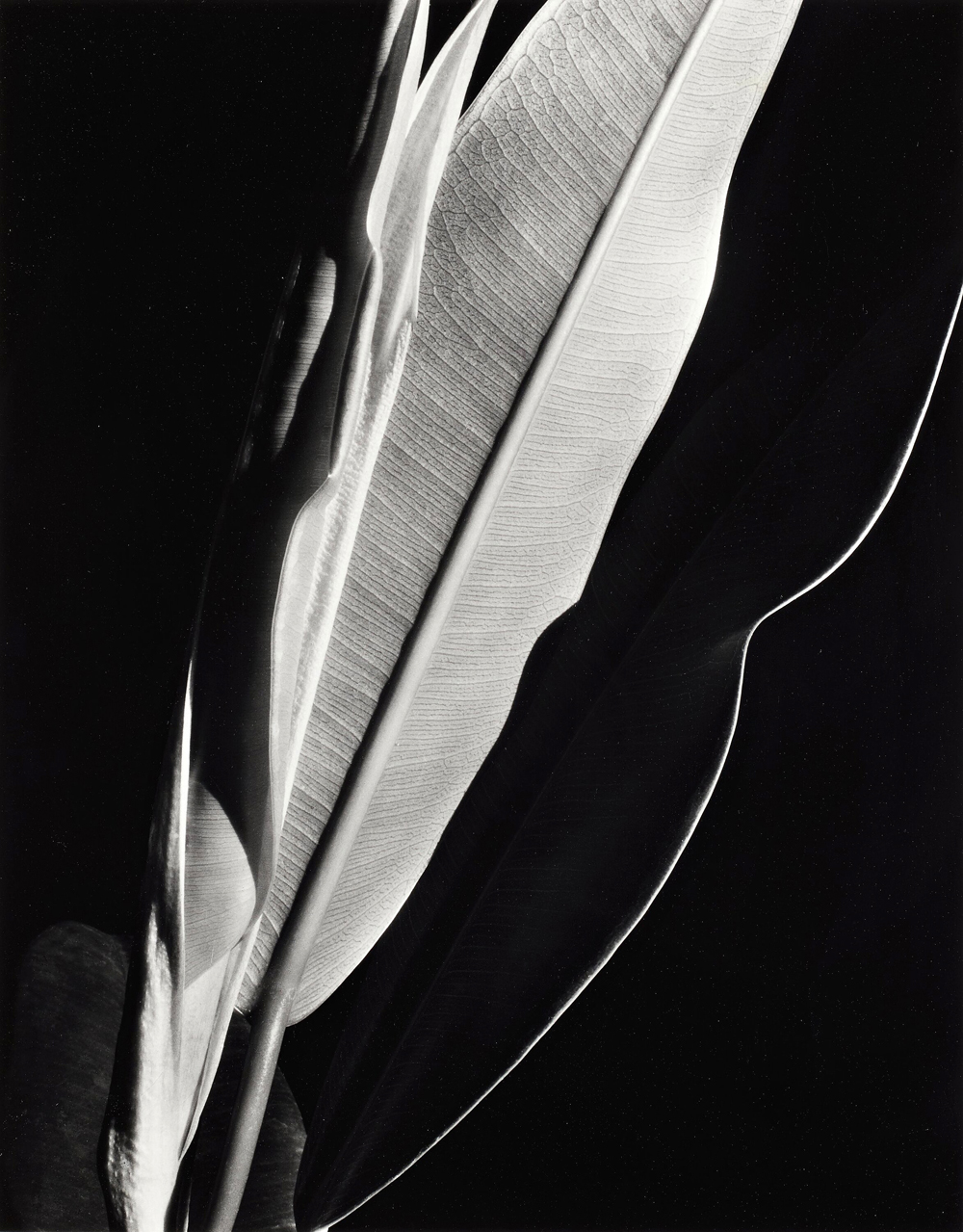 Imogen Cunningham, Rubber Plant, 1929, signed gelatin silver print, 14 x 11 inches (SOLD)